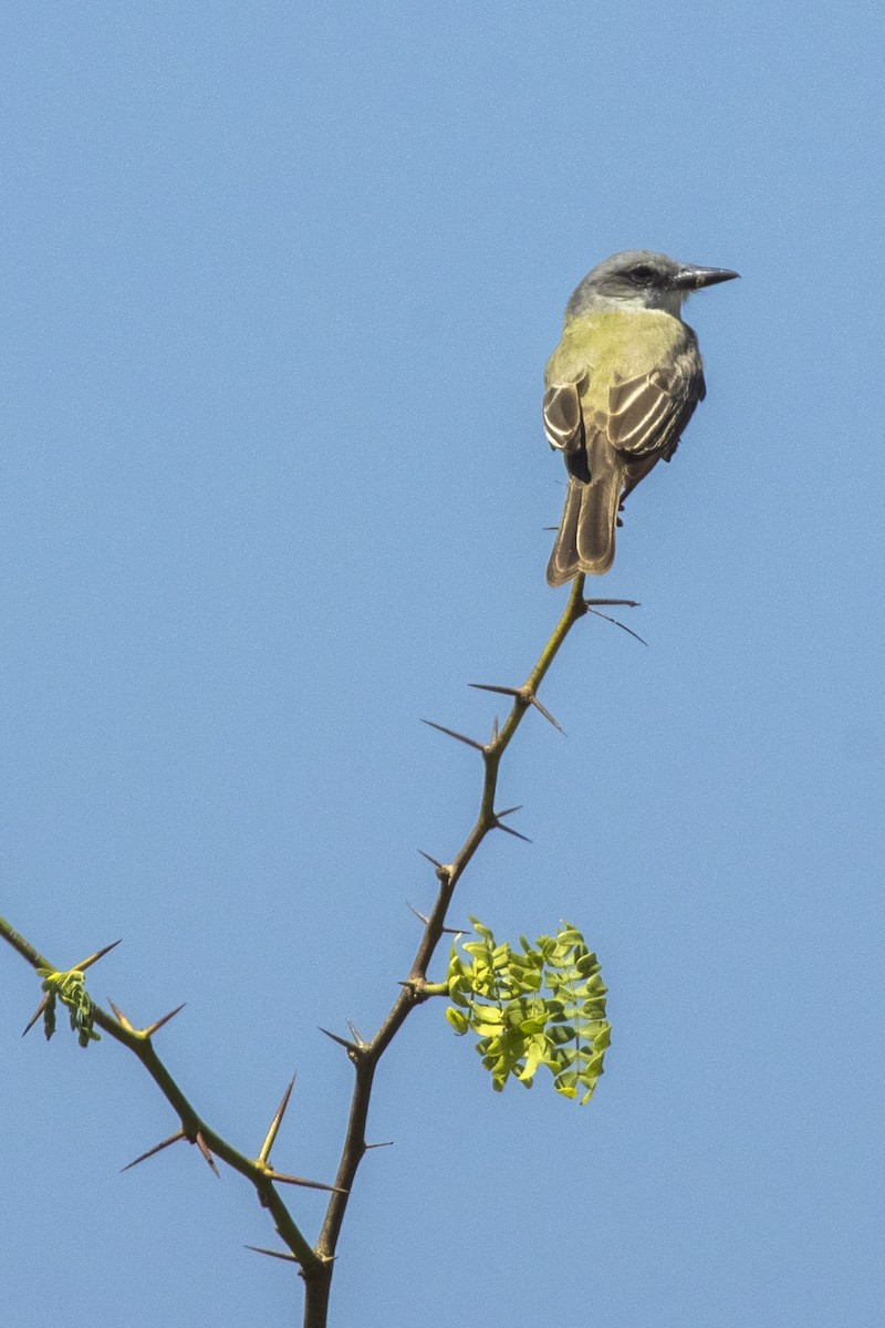 Tropical Kingbird - ML616813144