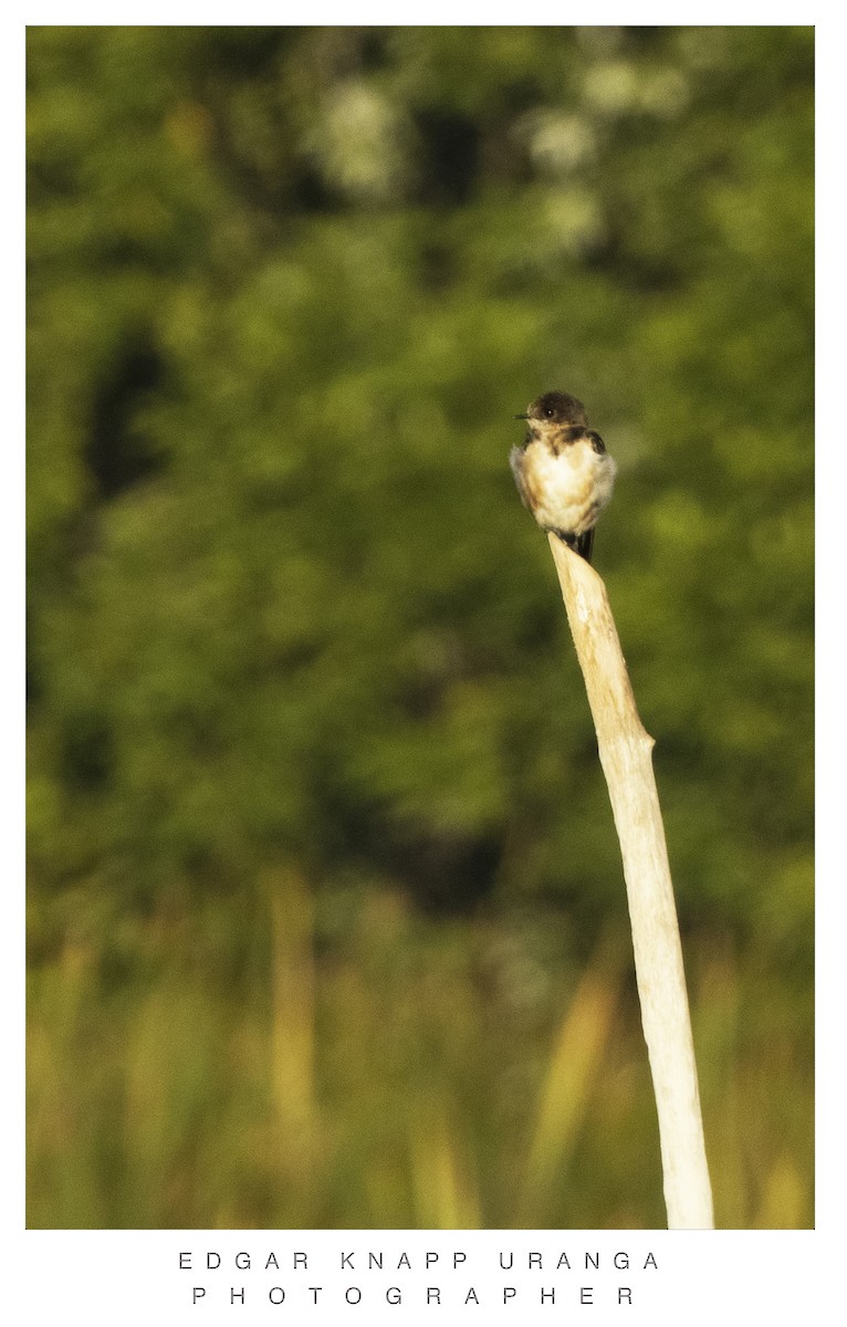 Mangrove Swallow - ML616813151