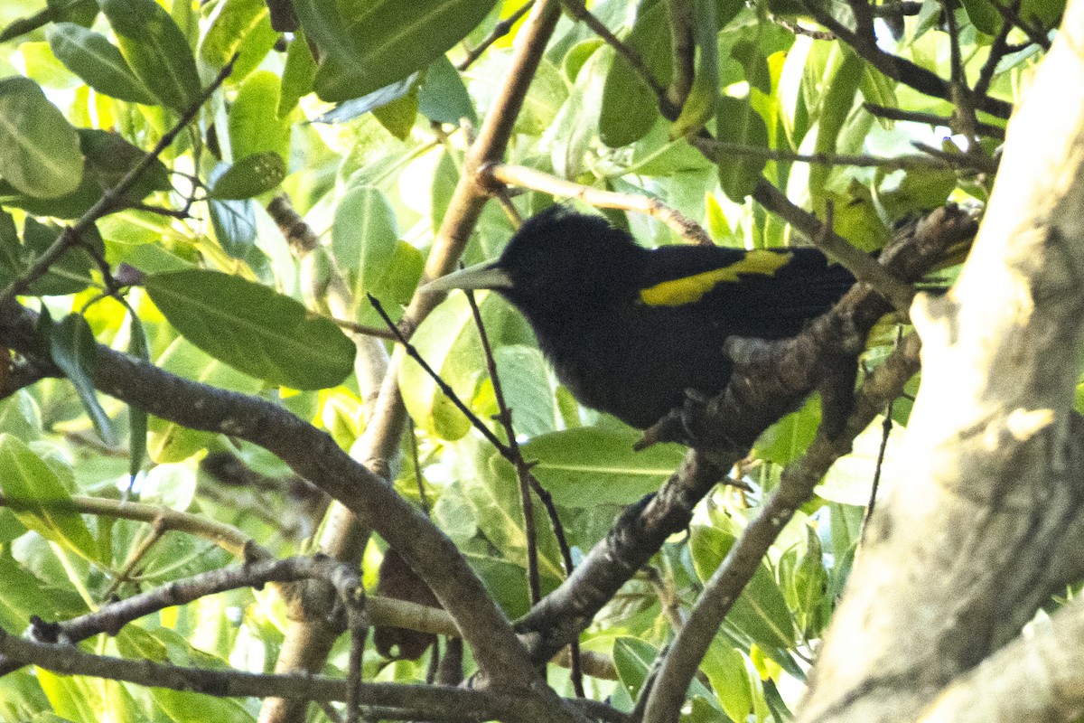 Yellow-winged Cacique - ML616813163