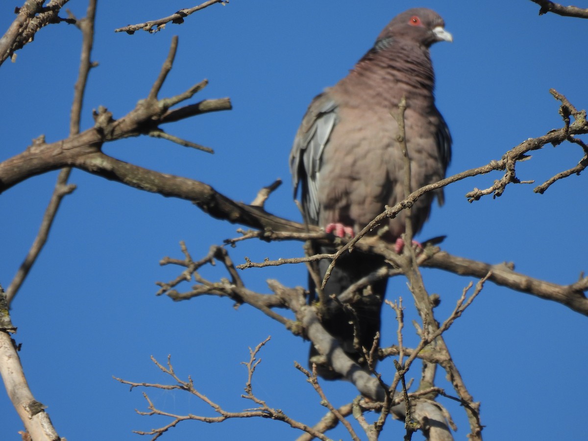 Picazuro Pigeon - Claudio Seelig