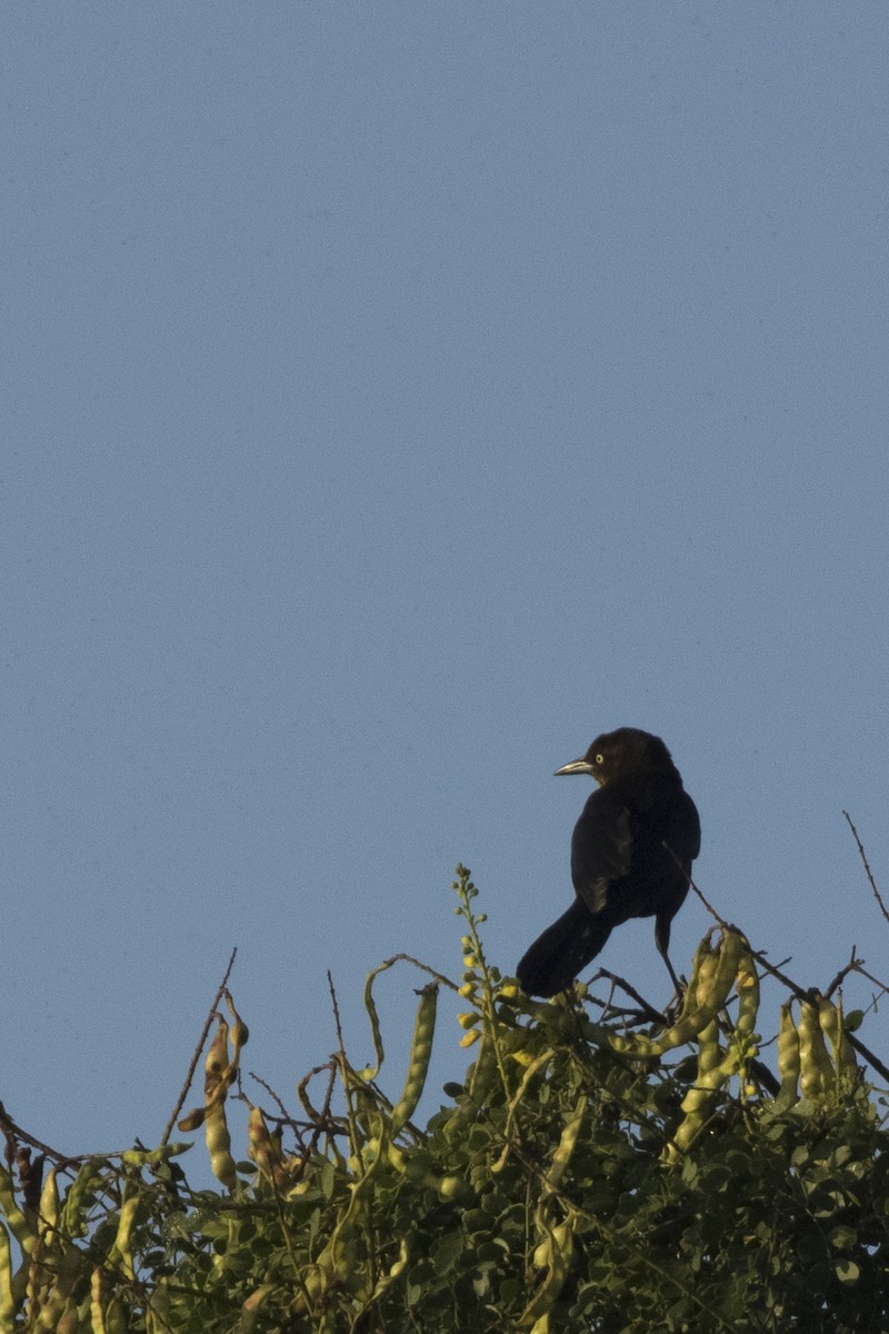 Great-tailed Grackle - ML616813169