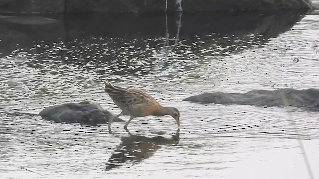 Watercock - ML616813187