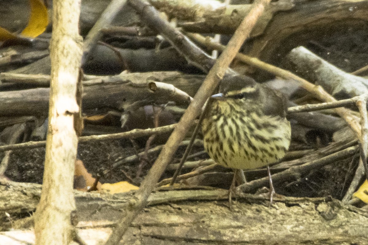 Northern Waterthrush - ML616813196