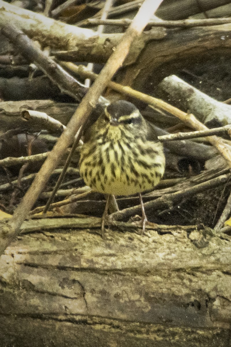 Northern Waterthrush - ML616813198