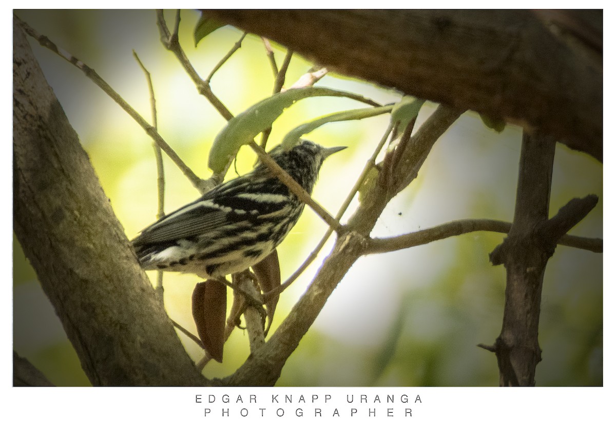 Black-and-white Warbler - ML616813217