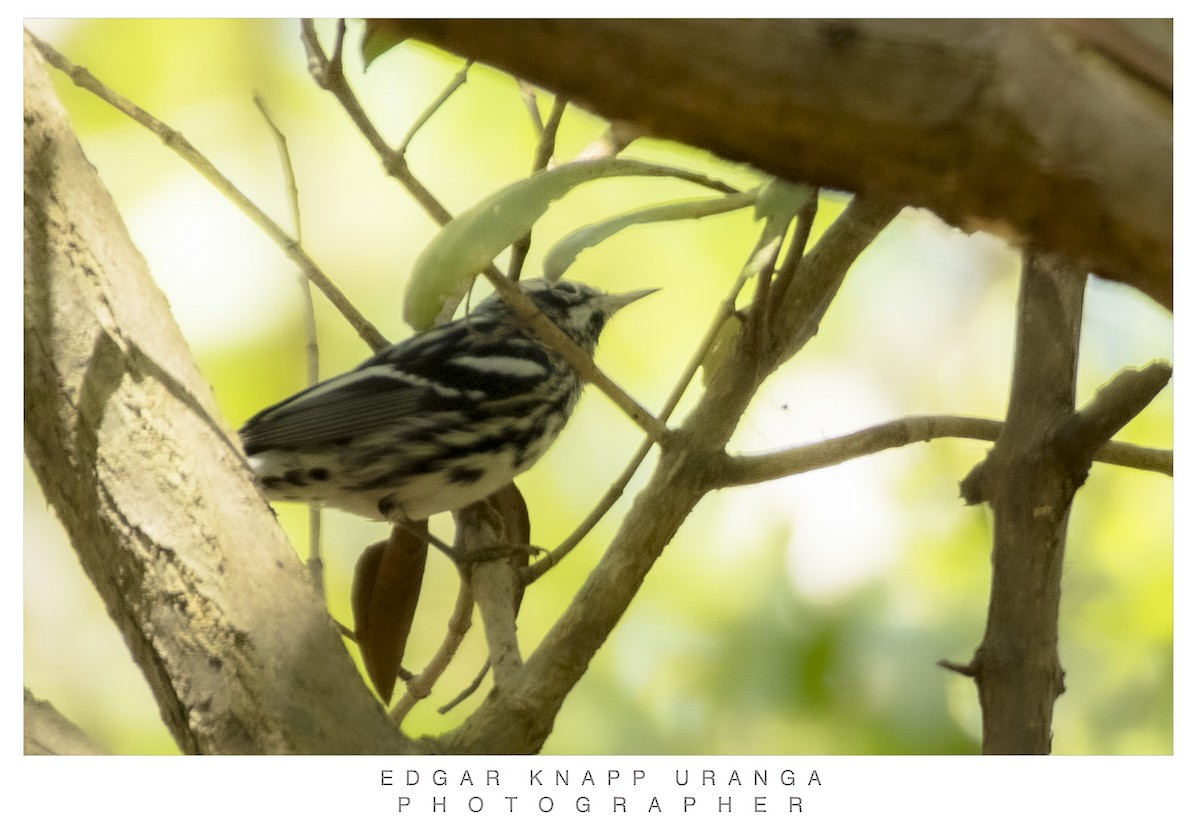 Black-and-white Warbler - ML616813218