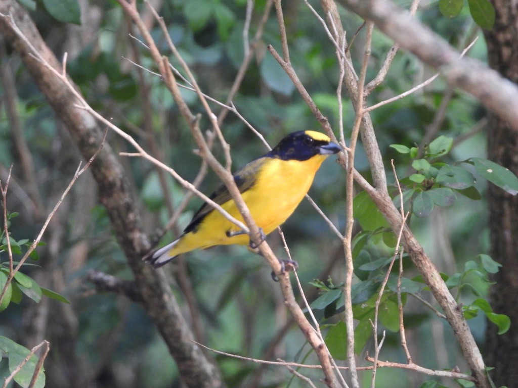 Thick-billed Euphonia - ML616813228