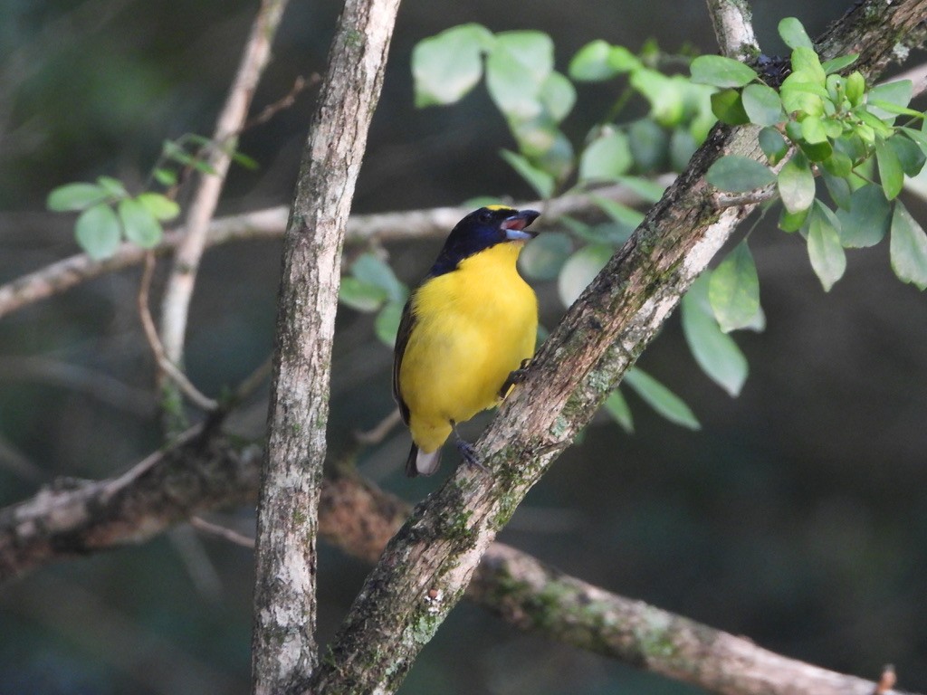 Thick-billed Euphonia - ML616813234