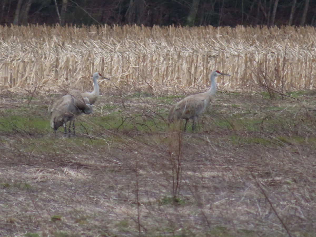 Sandhill Crane - ML616813261