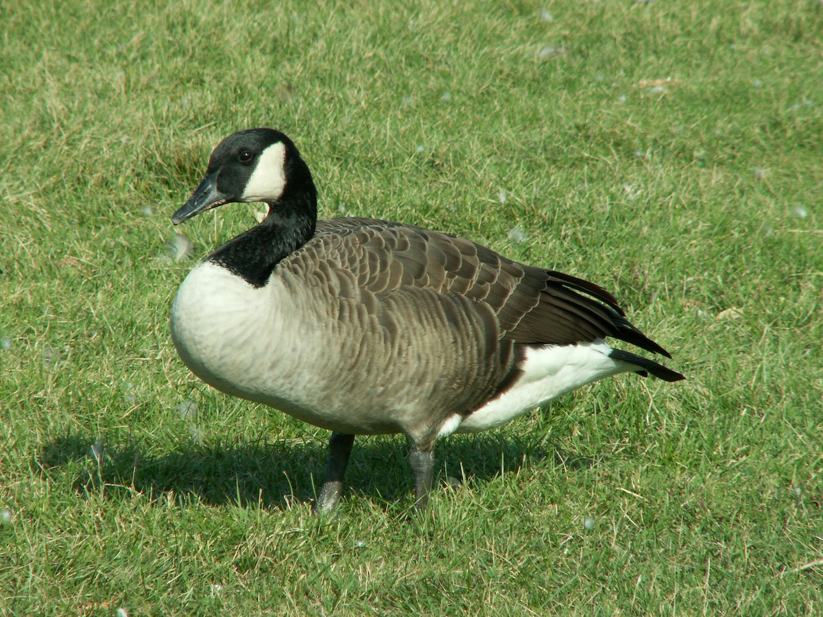 Canada Goose - Sue Deschene