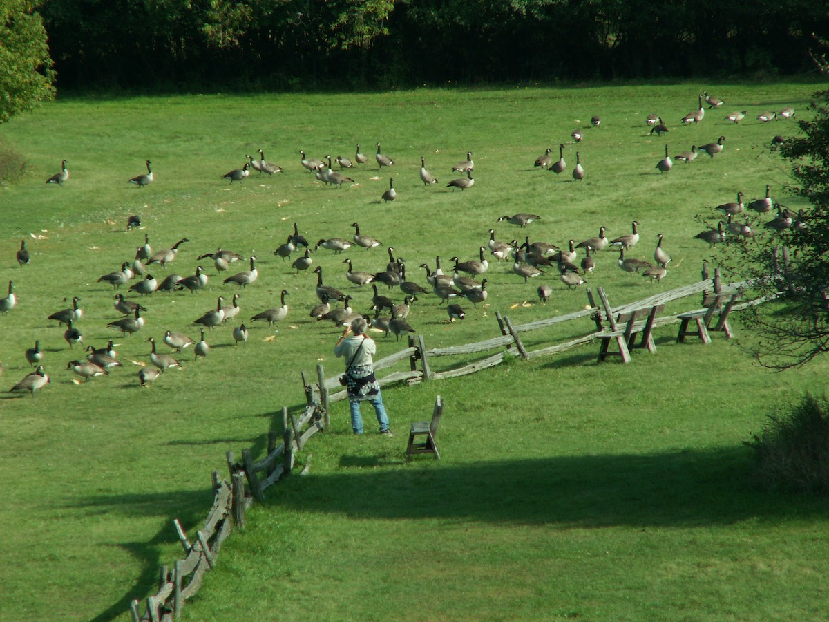 Canada Goose - ML616813312