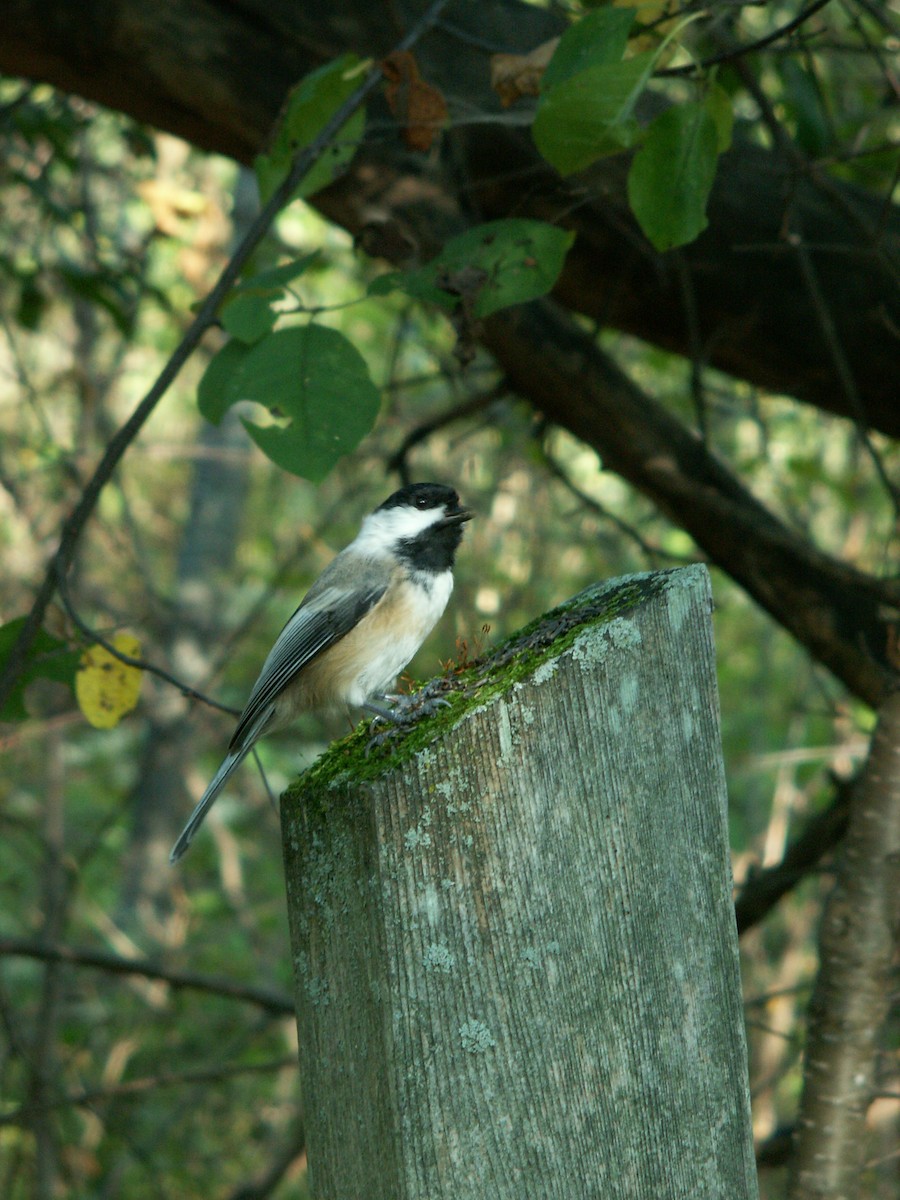 Black-capped Chickadee - Sue Deschene