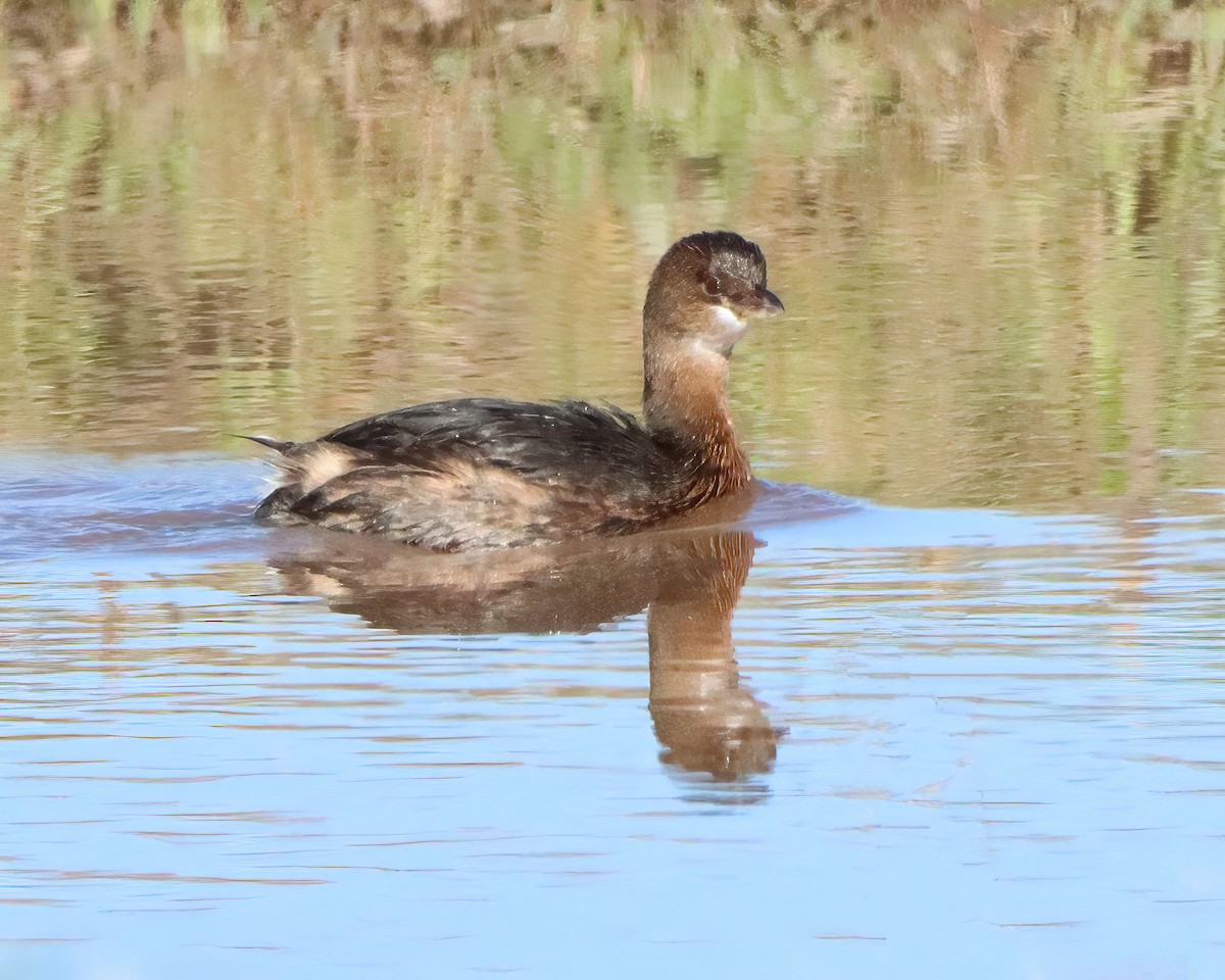Pied-billed Grebe - Mike Smith