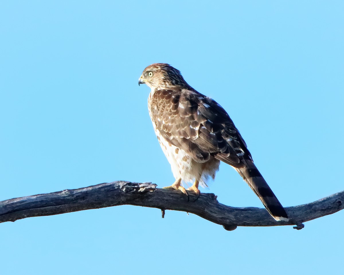 Cooper's Hawk - Mike Smith