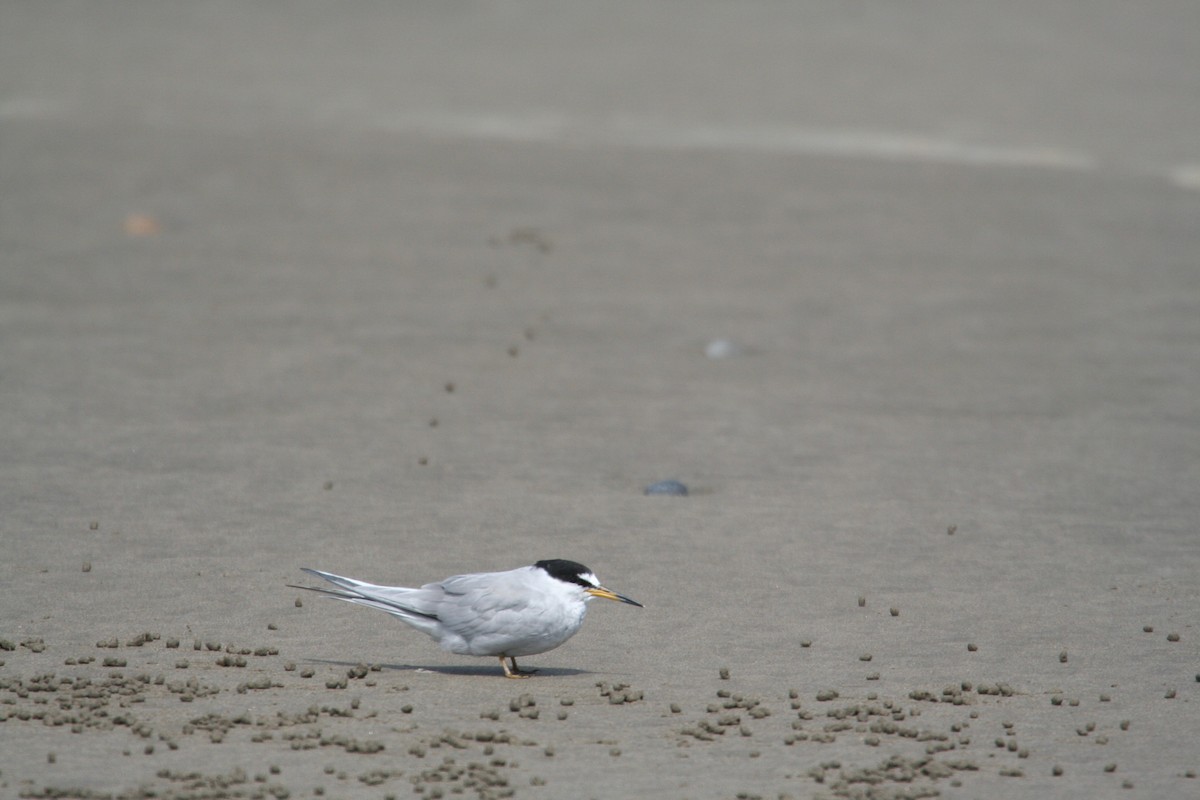 Peruvian Tern - ML616813391