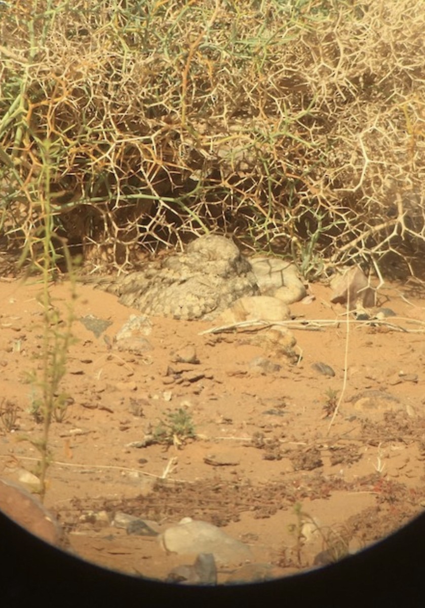 Egyptian Nightjar - Jannick Forquignon