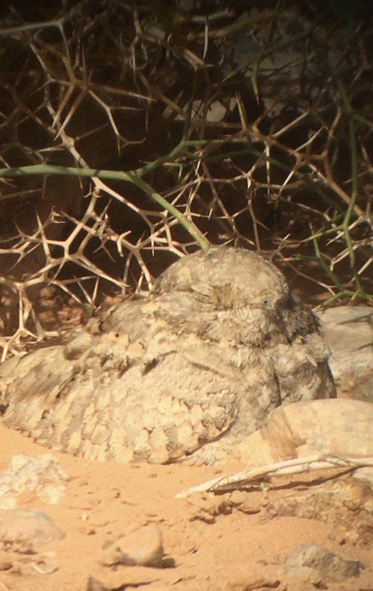 Egyptian Nightjar - ML616813405