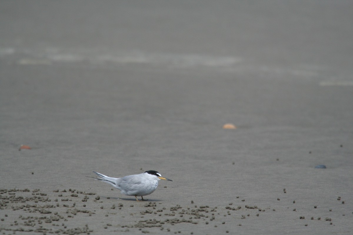 Peruvian Tern - ML616813448