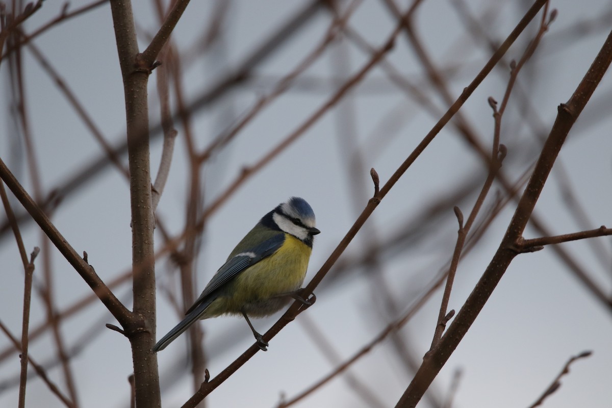 Eurasian Blue Tit - ML616813461