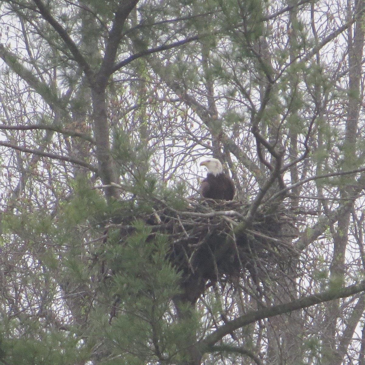 ハクトウワシ - ML616813479