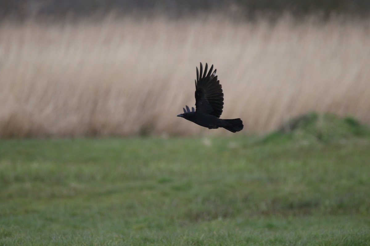 Carrion Crow - ML616813481