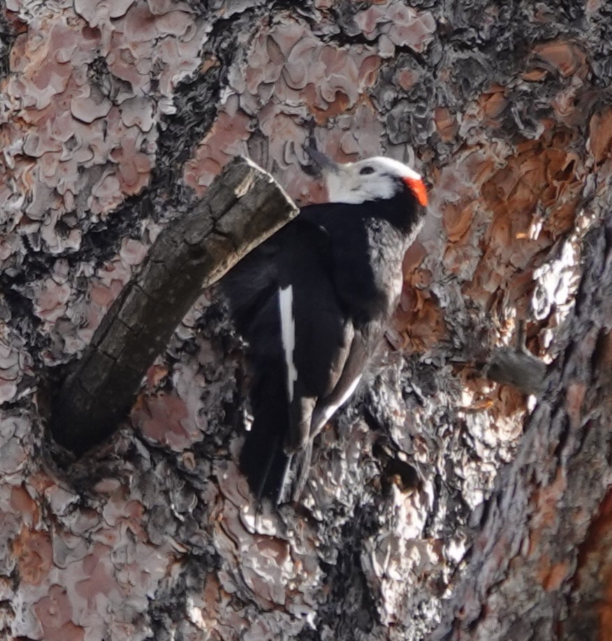 White-headed Woodpecker - ML616813512
