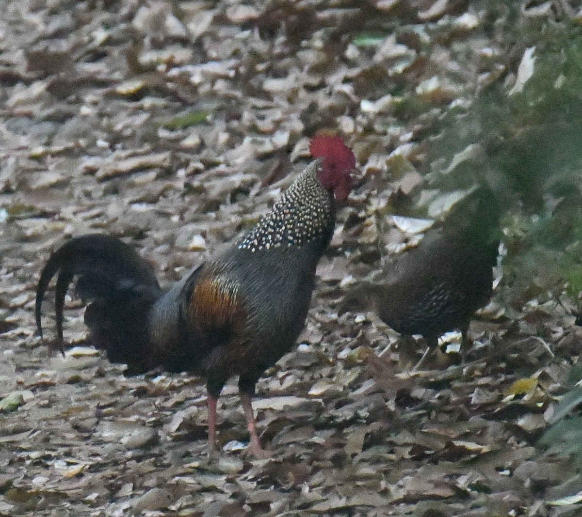 Gray Junglefowl - ML616813553