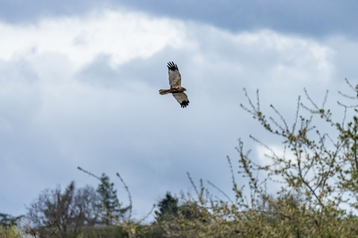 Common Buzzard - ML616813570