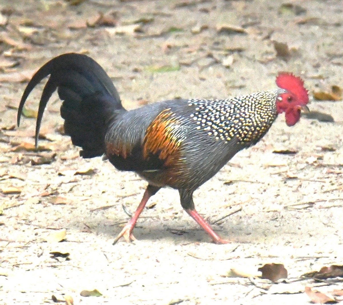 Gray Junglefowl - ML616813579