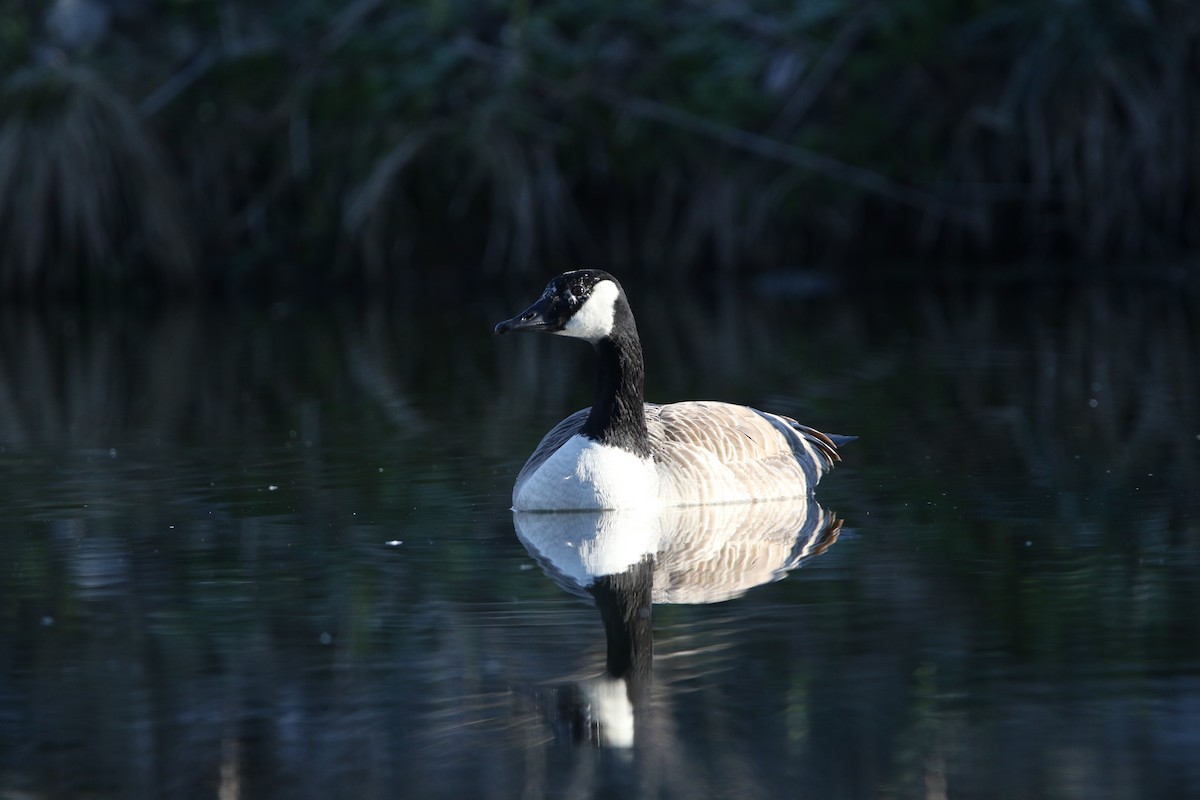 Canada Goose - ML616813582