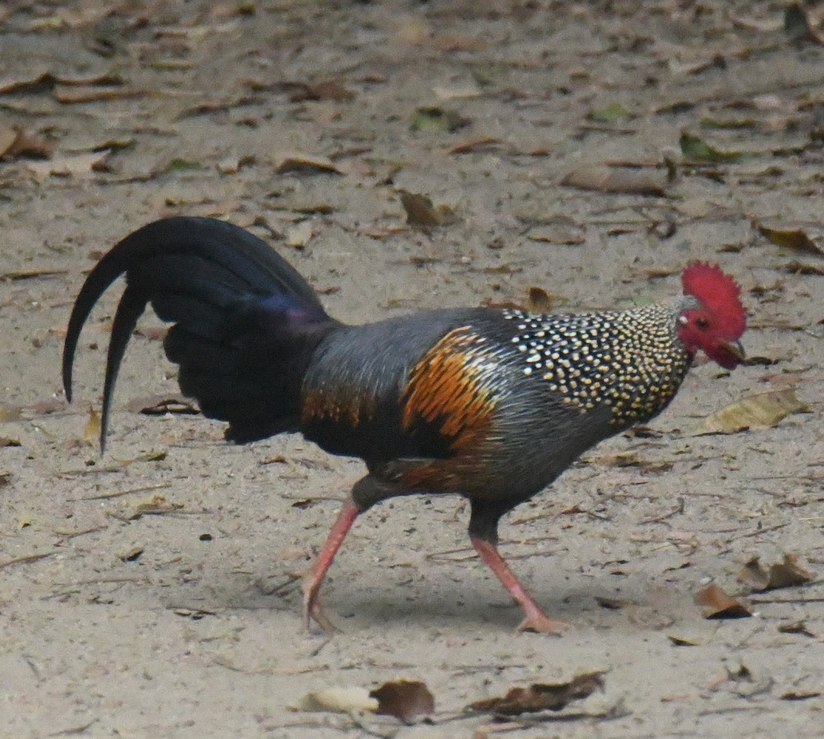 Gray Junglefowl - ML616813587