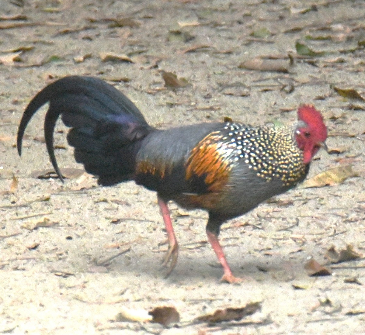 Gray Junglefowl - ML616813601