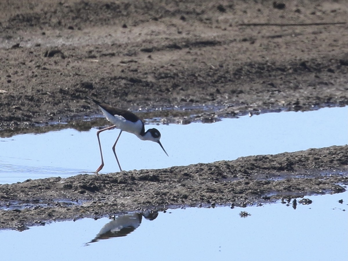 Black-necked Stilt - Michele Swartout