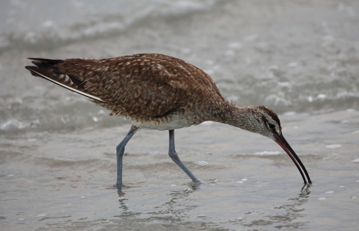 Whimbrel (Hudsonian) - ML616813640