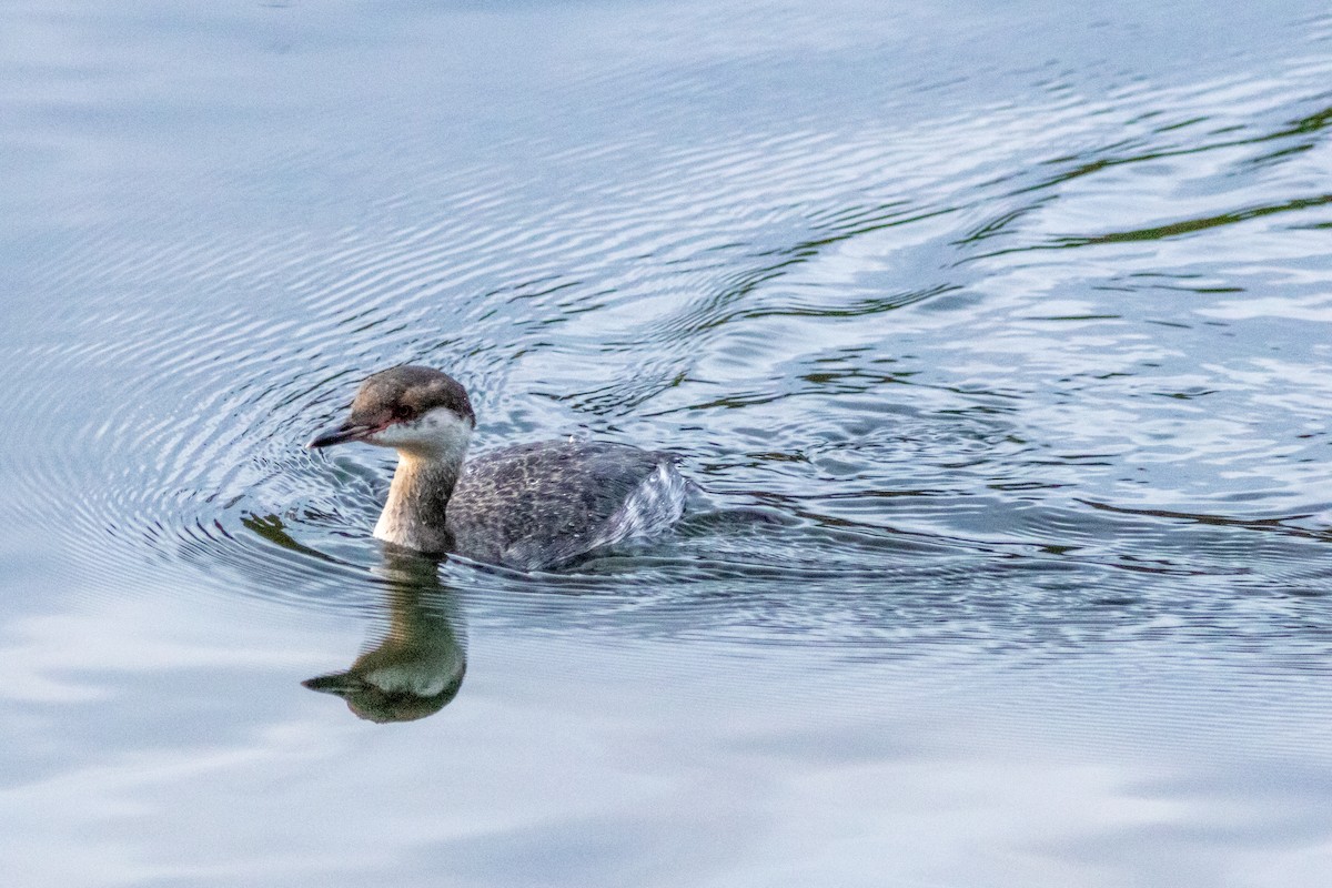 Horned Grebe - Catherine Sweeney