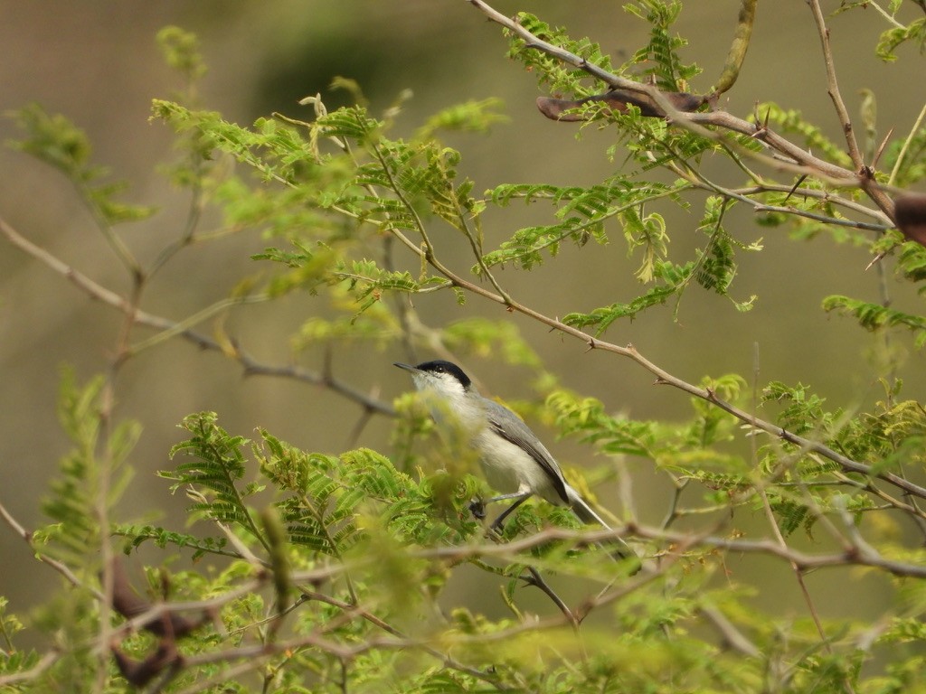 Tropical Gnatcatcher - Danilo Góngora