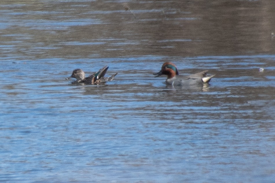 Green-winged Teal - ML616813661