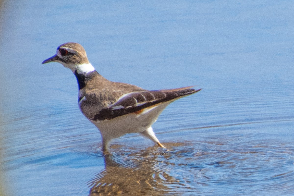 Killdeer - ML616813668