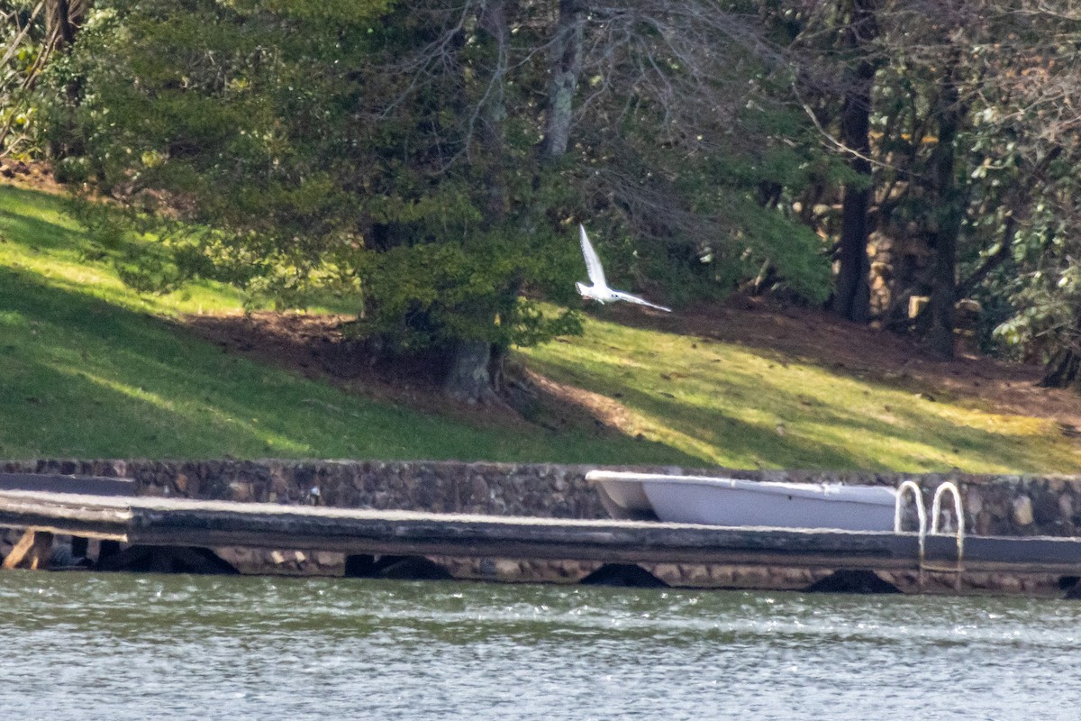 Bonaparte's Gull - ML616813669