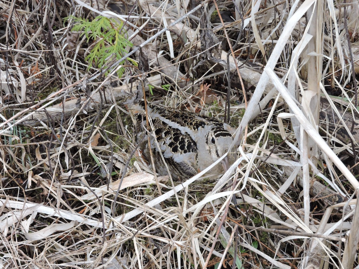 American Woodcock - ML616813708