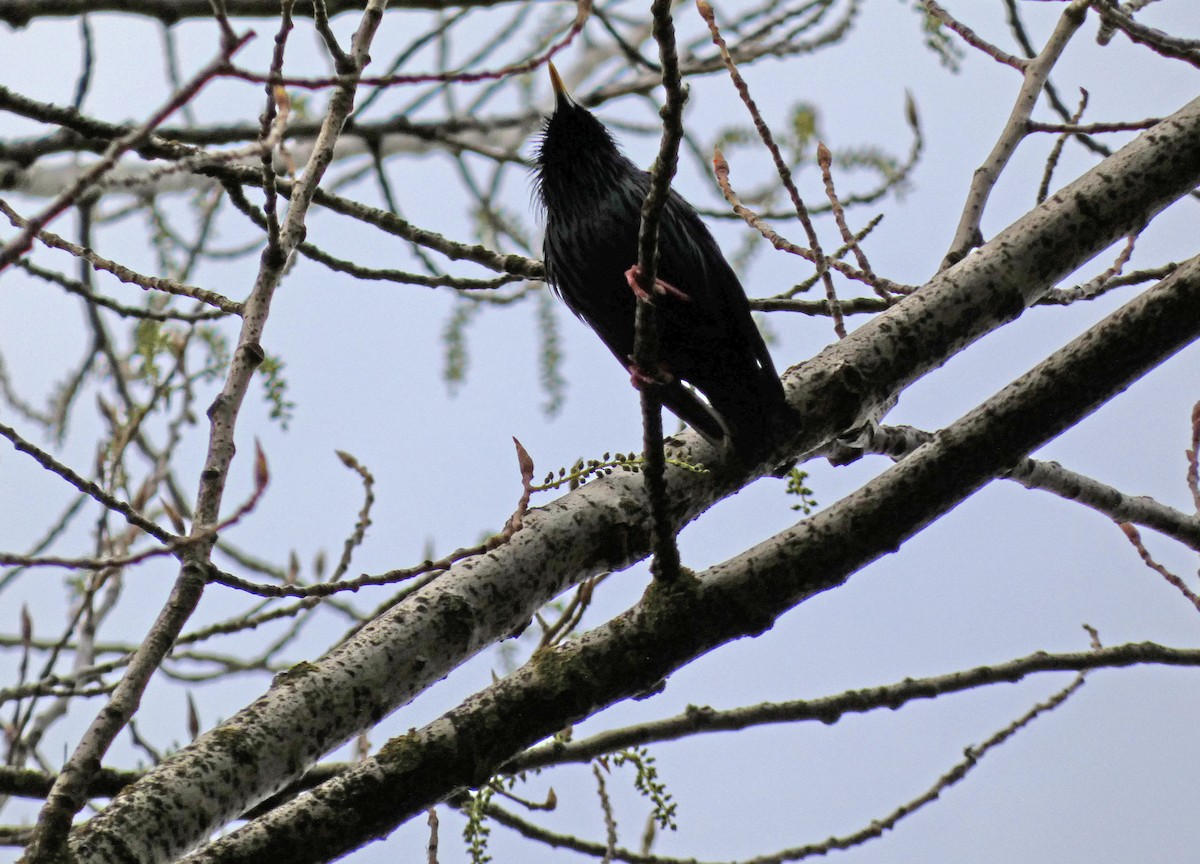 Spotless Starling - Francisco Javier Calvo lesmes