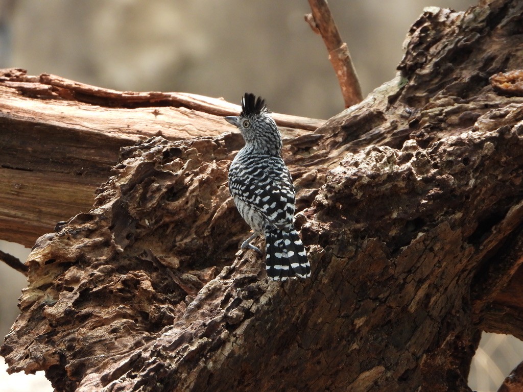 Barred Antshrike - ML616813765