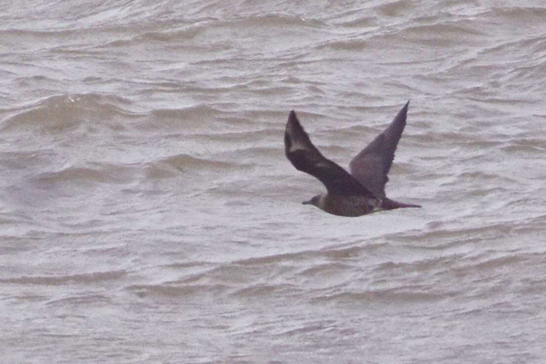 Pomarine Jaeger - ML616813784