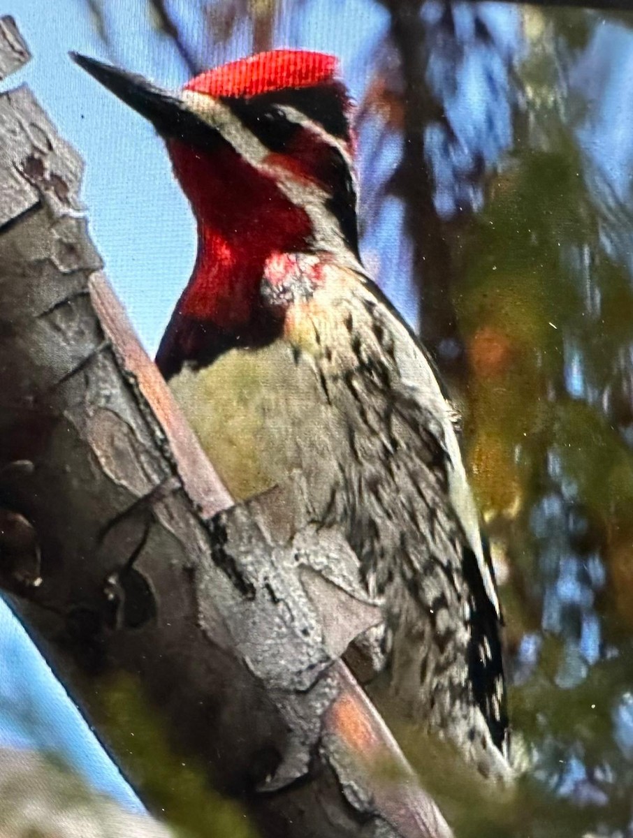 Red-naped Sapsucker - ML616813804