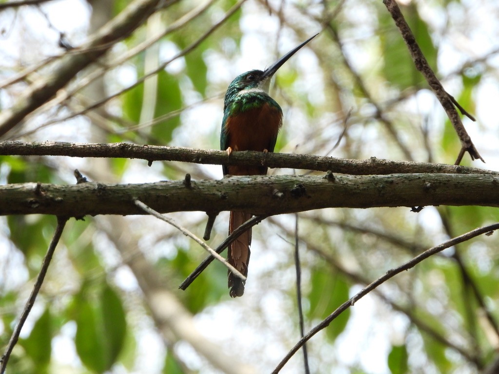 Rufous-tailed Jacamar - ML616813834