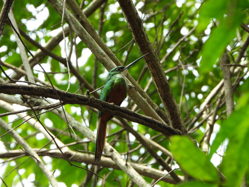 Rufous-tailed Jacamar - ML616813842