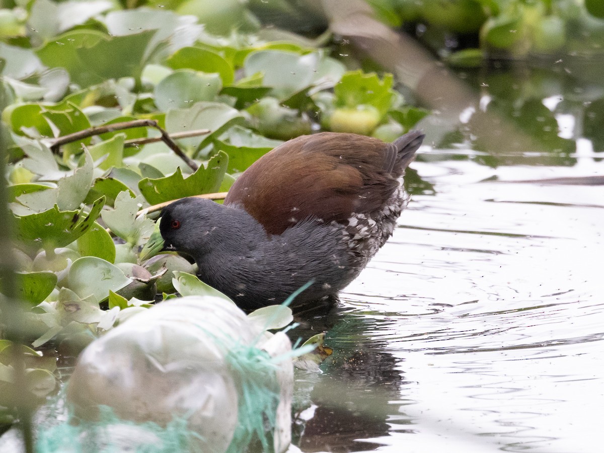 Spot-flanked Gallinule - ML616813865