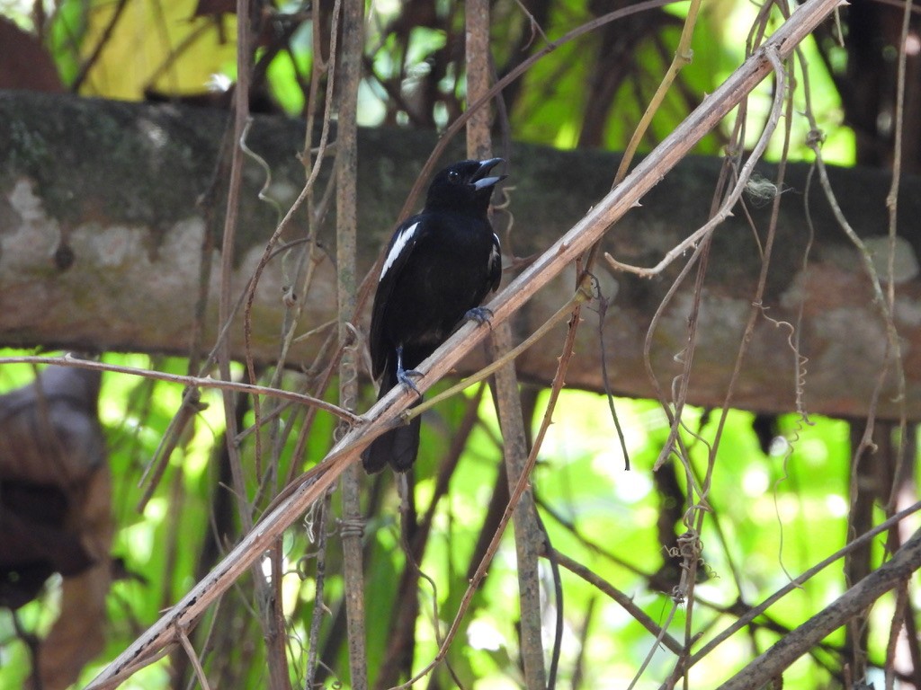 White-shouldered Tanager - ML616813874