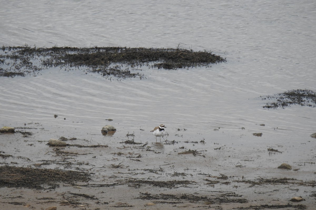 Little Ringed Plover - ML616813877