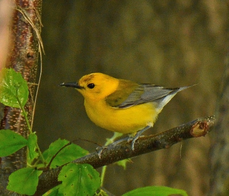 Prothonotary Warbler - ML61681391